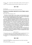 Необычное гнездование береговой ласточки Riparia riparia