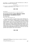 Нахождение буланого вьюрка Rhodospiza obsoleta на гнездовании в Актюбинском области