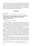 Миграции и зимовка беркута Aquila chrysaetos и орлана-белохвоста Haliaeetus albicilla в Верхнем Придонье