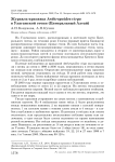 Журавль-красавка Anthropoides virgo в Улаганской степи (Центральный Алтай)