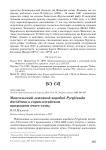 Монгольский земляной воробей Pyrgilauda davidiana в Горно-Алтайском природном очаге чумы
