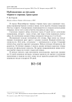 Наблюдения за гнездом чёрного стрижа Apus apus