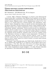 Новая находка кладки каменушки Histrionicus histrionicus