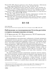 Наблюдения за сизоворонками Coracias garrulus в период выкармливания птенцов