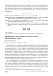Необычное гнездование розовых чаек Rhodostethia rosea