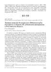 Зимняя инвазия белокрылого Melanocorypha leucoptera и чёрного M. yeltoniensis жаворонков в Ростовскую область