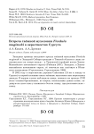 Встреча таёжной мухоловки Ficedula mugimaki в окрестностях Сургута