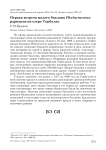 Первая встреча малого баклана Phalacrocorax pygmaeus на озере Сорбулак