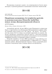 Индийская камышевка Acrocephalus agricola и каменка-плясунья Oenanthe isabellina - новые птицы Днепропетровской области