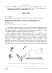 Токовое поведение осоеда Pernis apivorus