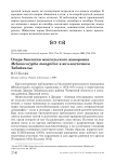 Очерк биологии монгольского жаворонка Melanocorypha mongolica в юго-восточном Забайкалье