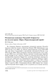 Испанская каменка Oеnanthe hispanica на полуострове Абрау (Краснодарский край)