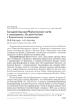 Большой баклан Phalacrocorax carbo и мандаринка Aix galericulata в Буреинском заповеднике