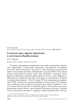 Степной орёл Aquila nipalensis в восточном Прибалхашье
