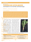 Разнообразие сортов цикория корневого по форме корнеплода
