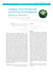Новые поступления капусты огородной Brassica oleracea L. в коллекцию ВИР