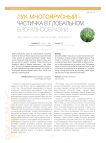 Лук многоярусный - частичка в глобальном биоразнообразии