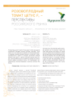 Розовоплодный томат Цетус F1 - перспективы российского рынка