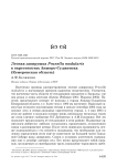 Лесная завирушка Prunella modularis в окрестностях Анжеро-Судженска (Кемеровская область)