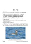 Осеннее нахождение серощёкой поганки Podiceps grisegena на озере Кёль-Когур в Кунгей Алатоо (Северный Тянь-Шань)