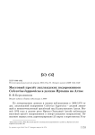 Массовый пролёт лапландских подорожников Calcarius lapponicus в долине Иртыша на Алтае