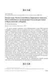 Белая сова Nyctea scandiaca, бородатая неясыть Strix nebulosa и сизоворонка Coracias garrulus в Ярославской губернии