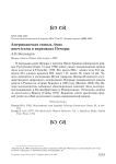 Американская свиязь Anas americana в верховьях Печоры