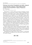 Райская мухоловка Terpsiphone paradisi, чёрный чекан Saxicola caprata и красношапочный вьюрок Serinus pusillus в городе Чимкенте