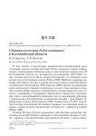 Степная пустельга Falco naumanni в Кустанайской области