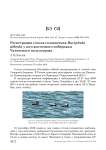 Регистрация гоголя-головастика Bucephala albeola у юго-восточного побережья Чукотского полуострова