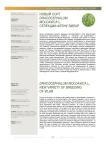 Новый coрт Dracocephalum moldavica L. селекции ФГБНУ ВИЛАР
