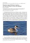 Зимовка чомги Podiceps cristatus на Средней Невке в Санкт-Петербурге