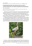 Синантропизация дальневосточного аиста Ciconia boyciana на Зейско-Буреинской равнине