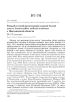 Второй случай регистрации южной белой цапли Casmerodius (albus) modestus в Магаданской области