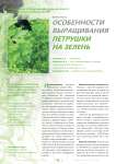 Особенности выращивания петрушки на зелень