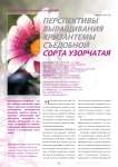 Перспективы выращивания хризантемы съедобной сорта узорчатая