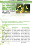 Выращивание семян капусты белокочанной из розеточных растений