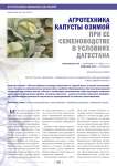 Агротехника капусты озимой при ее семеноводстве в условиях Дагестана