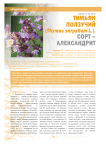 Тимьян ползучий (thymus serpyllum L.). Сорт - александрит
