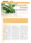 Эстрагон - artemisia dracunculys l