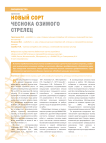 Новый сорт чеснока озимого стрелец