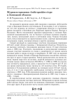 Журавль-красавка Anthropoides virgo в Донецкой области