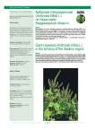 Амброзия трёхраздельная (Ambrosia trifida L.) на территории Владимирской области