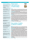 Новые сорта лука шалота для условий Сибири