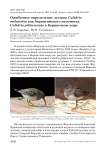 Ошибочное определение дутыша calidris melanotos как берингийского песочника calidris ptilocnemis в беринговом море