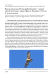 Хохлатый осоед Pernis ptilorhynchus - новый пролётный вид в орнитофауне Западного Алтая