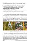 Осенняя кормёжка князька Cyanistes cyanus на стеблях тростника Phragmites australis и початках рогоза широколистного Typha latifolia в Бухтарминской долине