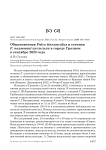 Обыкновенная Falco tinnunculus и степная F. naumanni пустельги в городе Грозном в сентябре 2023 года