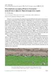 Белощёкая казарка Branta leucopsis - новый вид в фауне Краснодарского края