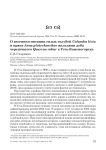 О весеннем питании сизых голубей Columba livia и крякв Anas platyrhynchos желудями дуба черешчатого Quercus robur в Усть-Каменогорске